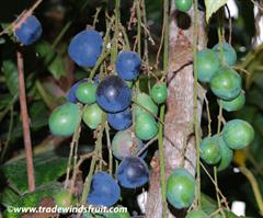 آلوی داویدسون